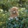 Highland Cow Character - Soft Plush Toy